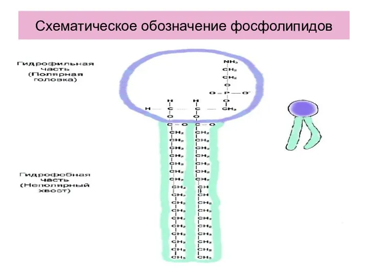 Схематическое обозначение фосфолипидов