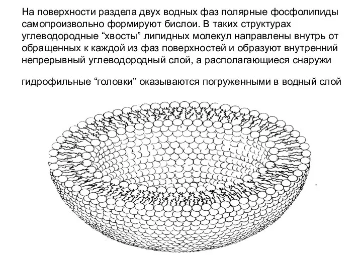 На поверхности раздела двух водных фаз полярные фосфолипиды самопроизвольно формируют бислои.