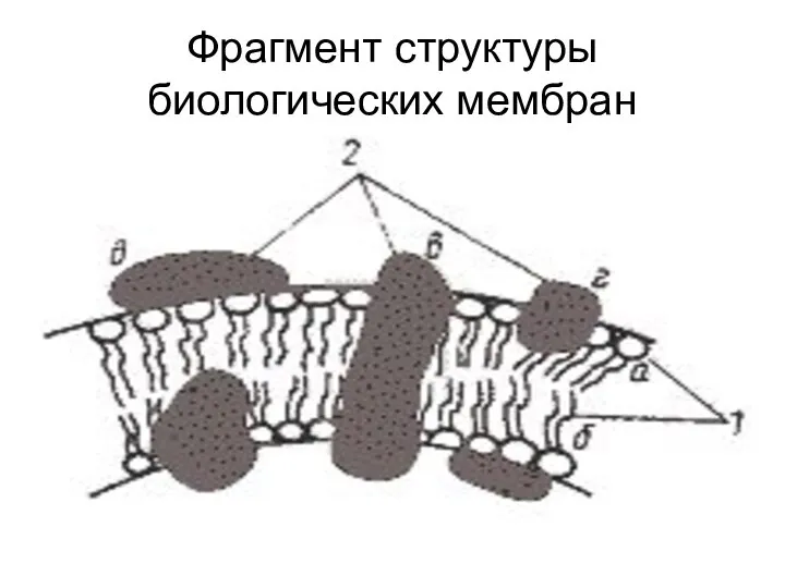 Фрагмент структуры биологических мембран
