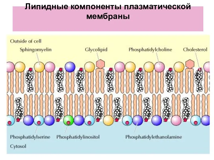 Липидные компоненты плазматической мембраны