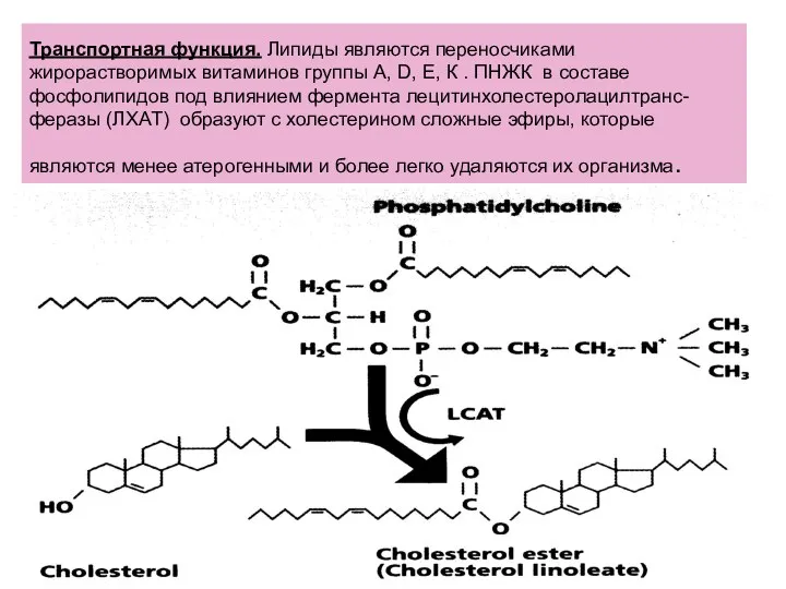 Транспортная функция. Липиды являются переносчиками жирорастворимых витаминов группы А, D, Е,