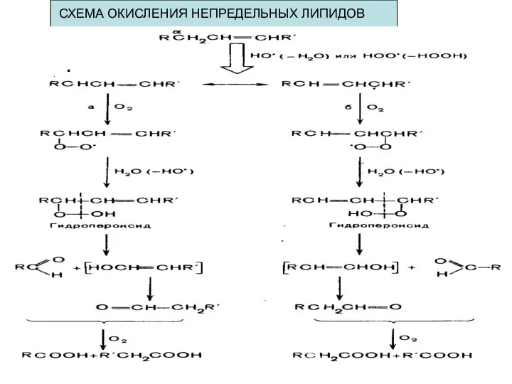 · СХЕМА ОКИСЛЕНИЯ НЕПРЕДЕЛЬНЫХ ЛИПИДОВ