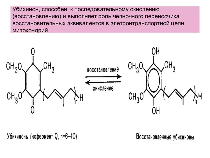 Убихинон, способен к последовательному окислению (восстановлению) и выполняет роль челночного переносчика