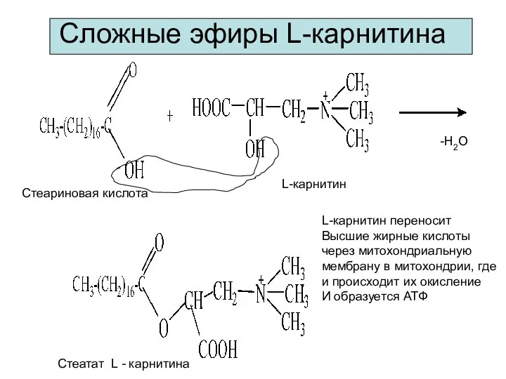 Сложные эфиры L-карнитина L-карнитин -Н2О Стеариновая кислота Стеатат L - карнитина