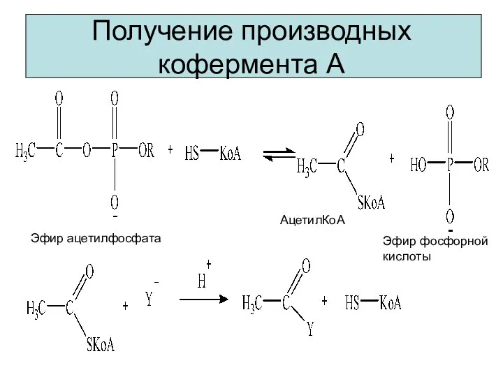 Получение производных кофермента А Эфир ацетилфосфата АцетилКоА Эфир фосфорной кислоты