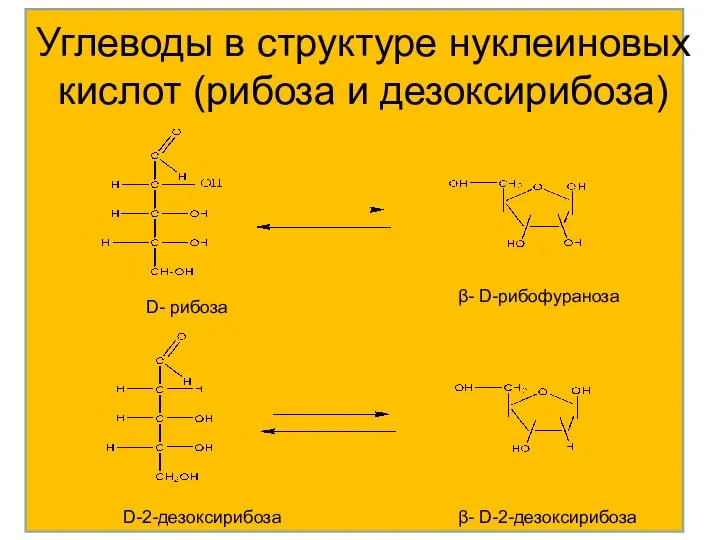 Углеводы в структуре нуклеиновых кислот (рибоза и дезоксирибоза) D- рибоза β- D-рибофураноза D-2-дезоксирибоза β- D-2-дезоксирибоза