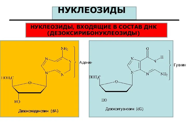 НУКЛЕОЗИДЫ НУКЛЕОЗИДЫ, ВХОДЯЩИЕ В СОСТАВ ДНК (ДЕЗОКСИРИБОНУКЛЕОЗИДЫ)