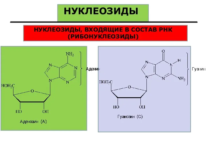 НУКЛЕОЗИДЫ НУКЛЕОЗИДЫ, ВХОДЯЩИЕ В СОСТАВ РНК (РИБОНУКЛЕОЗИДЫ)