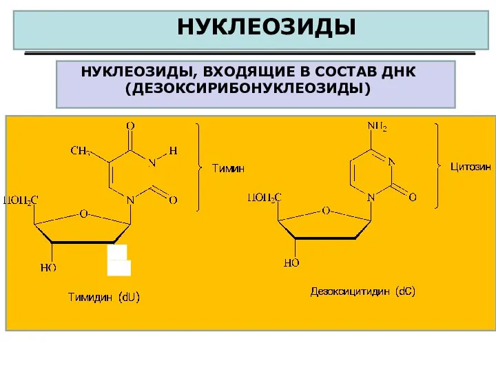 НУКЛЕОЗИДЫ НУКЛЕОЗИДЫ, ВХОДЯЩИЕ В СОСТАВ ДНК (ДЕЗОКСИРИБОНУКЛЕОЗИДЫ)