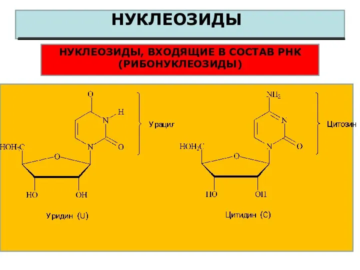 НУКЛЕОЗИДЫ НУКЛЕОЗИДЫ, ВХОДЯЩИЕ В СОСТАВ РНК (РИБОНУКЛЕОЗИДЫ)