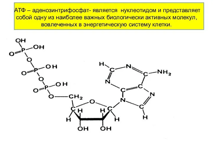 АТФ – аденозинтрифосфат- является нуклеотидом и представляет собой одну из наиболее