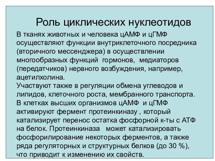 В тканях животных и человека цАМФ и цГМФ осуществляют функции внутриклеточного