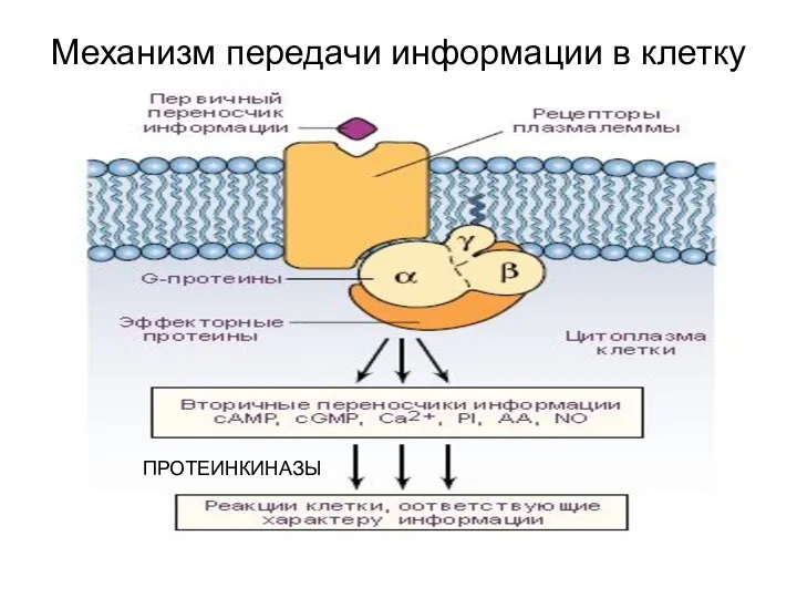 Механизм передачи информации в клетку ПРОТЕИНКИНАЗЫ