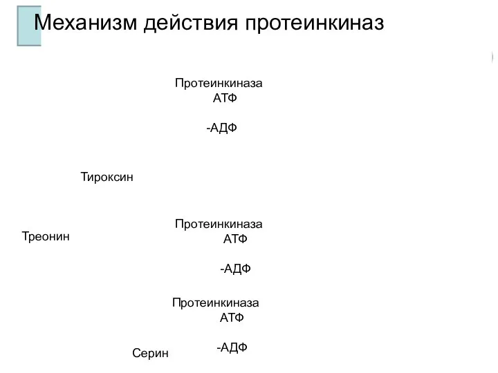 Механизм действия протеинкиназ Протеинкиназа АТФ -АДФ Протеинкиназа АТФ -АДФ Протеинкиназа АТФ -АДФ Серин Треонин Тироксин