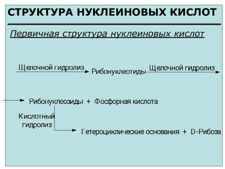 СТРУКТУРА НУКЛЕИНОВЫХ КИСЛОТ Первичная структура нуклеиновых кислот