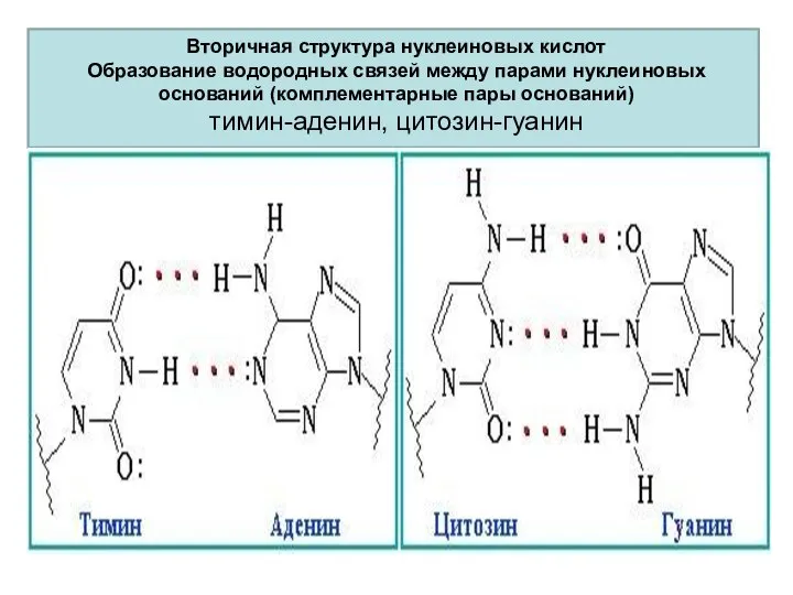 Вторичная структура нуклеиновых кислот Образование водородных связей между парами нуклеиновых оснований (комплементарные пары оснований) тимин-аденин, цитозин-гуанин