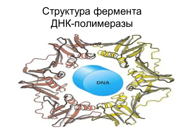 Структура фермента ДНК-полимеразы