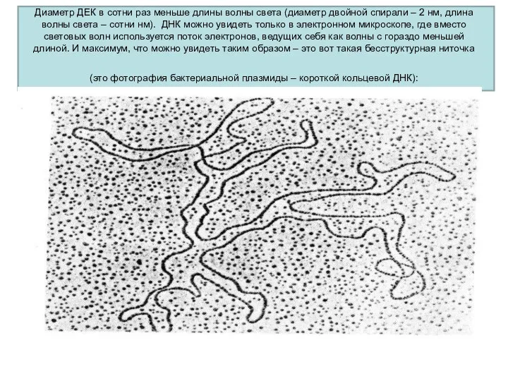 Диаметр ДЕК в сотни раз меньше длины волны света (диаметр двойной