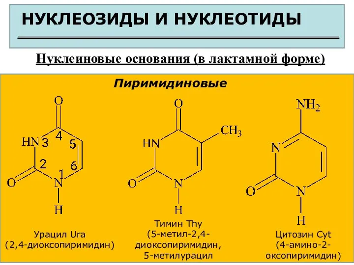 НУКЛЕОЗИДЫ И НУКЛЕОТИДЫ Нуклеиновые основания (в лактамной форме) Пиримидиновые Урацил Ura