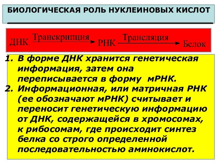 БИОЛОГИЧЕСКАЯ РОЛЬ НУКЛЕИНОВЫХ КИСЛОТ В форме ДНК хранится генетическая информация, затем