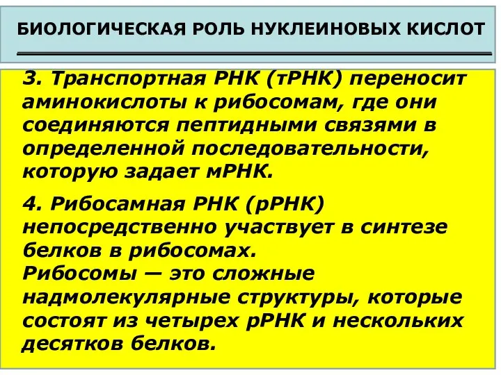 БИОЛОГИЧЕСКАЯ РОЛЬ НУКЛЕИНОВЫХ КИСЛОТ 3. Транспортная РНК (тРНК) переносит аминокислоты к