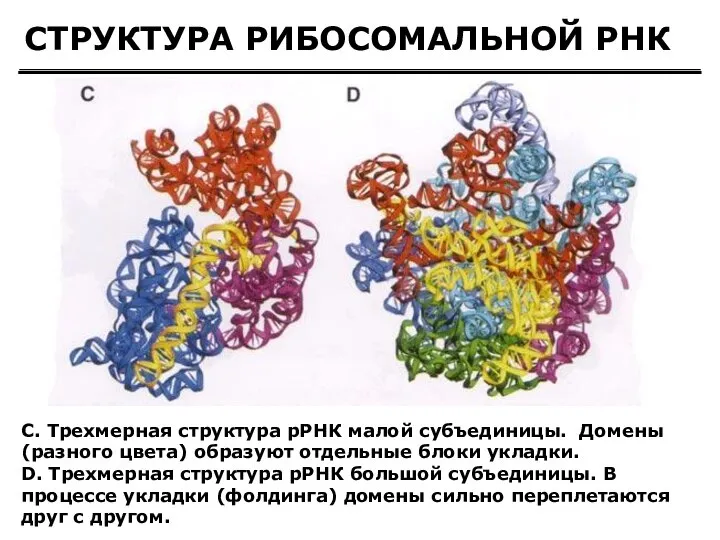 СТРУКТУРА РИБОСОМАЛЬНОЙ РНК C. Трехмерная структура рРНК малой субъединицы. Домены (разного