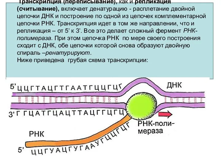 Транскрипция (переписывание), как и репликация (считывание), включает денатурацию - расплетание двойной