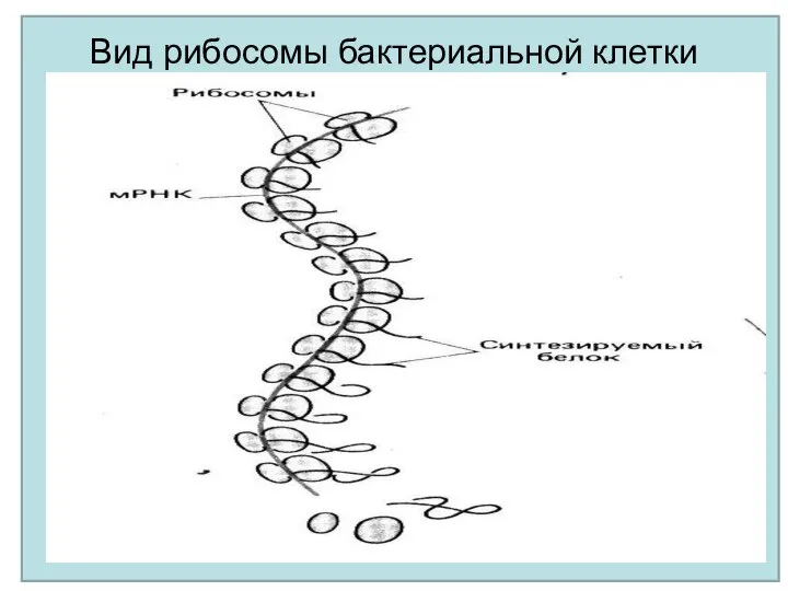 Вид рибосомы бактериальной клетки