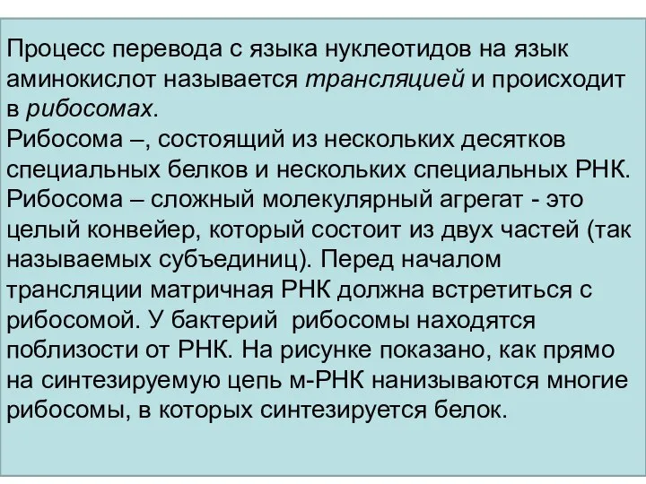 Процесс перевода с языка нуклеотидов на язык аминокислот называется трансляцией и