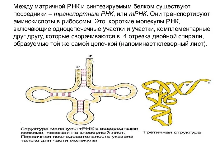 Между матричной РНК и синтезируемым белком существуют посредники – транспортные РНК,