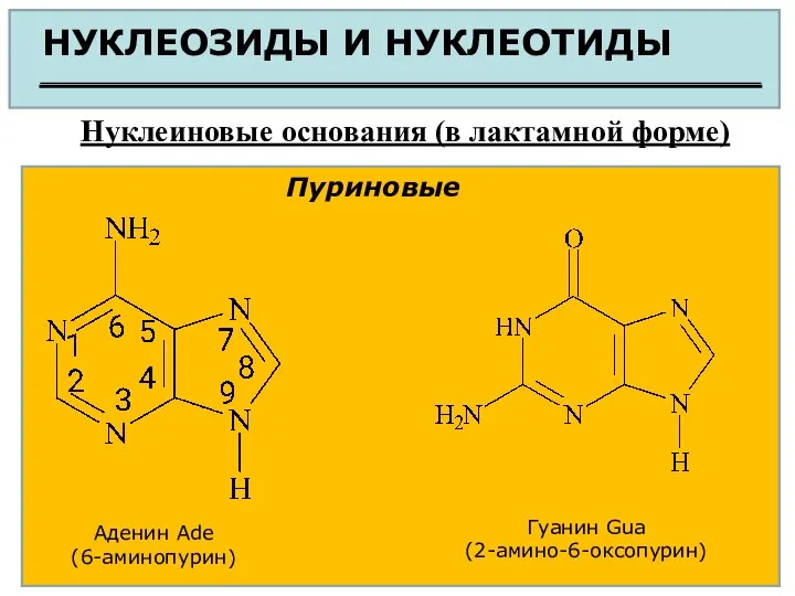 НУКЛЕОЗИДЫ И НУКЛЕОТИДЫ Нуклеиновые основания (в лактамной форме) Пуриновые Аденин Ade (6-аминопурин) Гуанин Gua (2-амино-6-оксопурин)