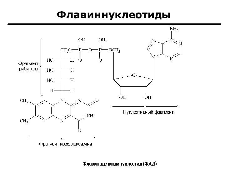 Флавиннуклеотиды