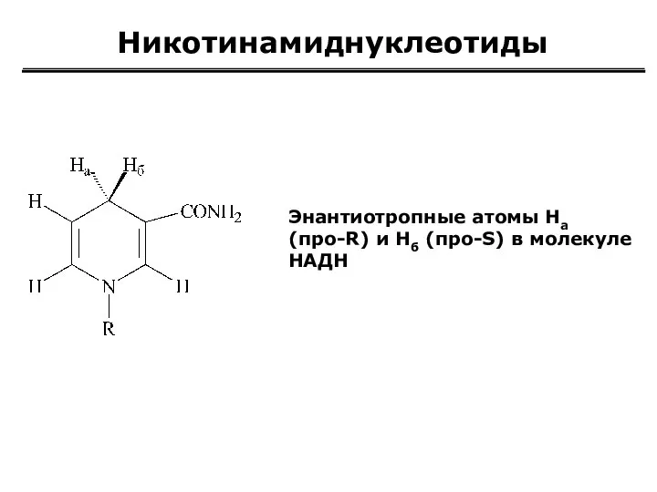 Никотинамиднуклеотиды Энантиотропные атомы Hа (про-R) и Нб (про-S) в молекуле НАДН