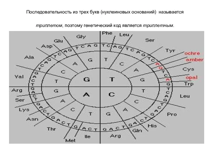 Последовательность из трех букв (нуклеиновых оснований) называется триплетом, поэтому генетический код является триплетным. .