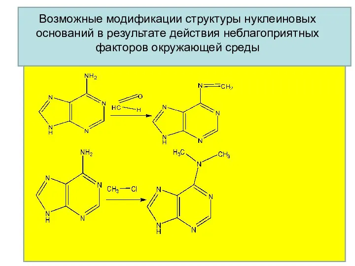 Возможные модификации структуры нуклеиновых оснований в результате действия неблагоприятных факторов окружающей среды