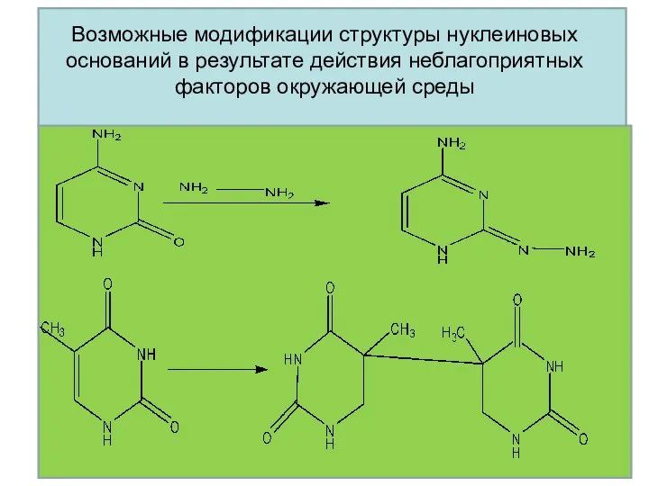 Возможные модификации структуры нуклеиновых оснований в результате действия неблагоприятных факторов окружающей среды