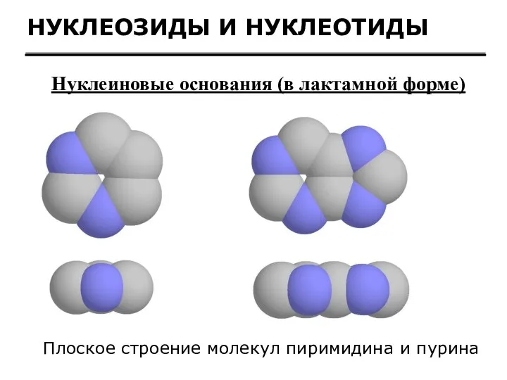 НУКЛЕОЗИДЫ И НУКЛЕОТИДЫ Нуклеиновые основания (в лактамной форме) Плоское строение молекул пиримидина и пурина