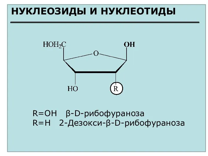 НУКЛЕОЗИДЫ И НУКЛЕОТИДЫ R=OH β-D-рибофураноза R=H 2-Дезокси-β-D-рибофураноза