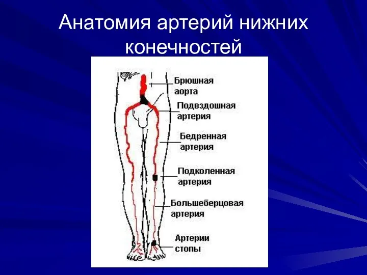 Анатомия артерий нижних конечностей