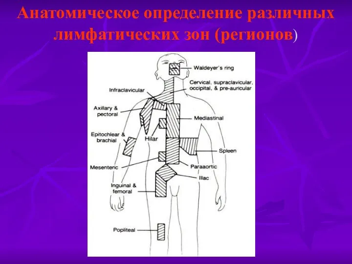 Анатомическое определение различных лимфатических зон (регионов)