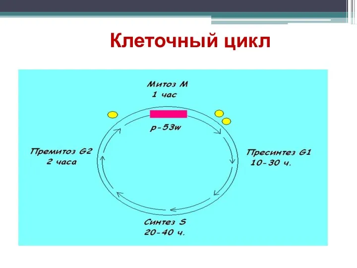 Клеточный цикл