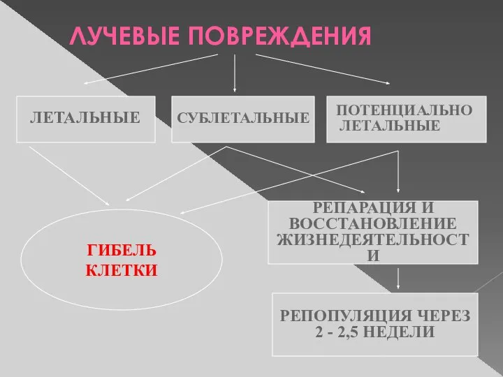 ЛУЧЕВЫЕ ПОВРЕЖДЕНИЯ РЕПОПУЛЯЦИЯ ЧЕРЕЗ 2 - 2,5 НЕДЕЛИ РЕПАРАЦИЯ И ВОССТАНОВЛЕНИЕ