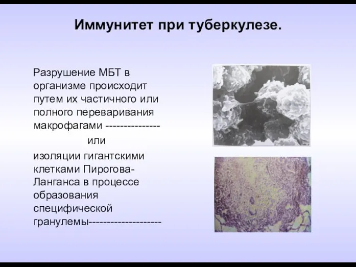 Иммунитет при туберкулезе. Разрушение МБТ в организме происходит путем их частичного