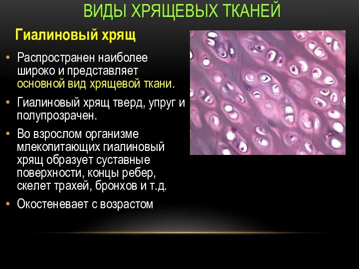 Распространен наиболее широко и представляет основной вид хрящевой ткани. Гиалиновый хрящ