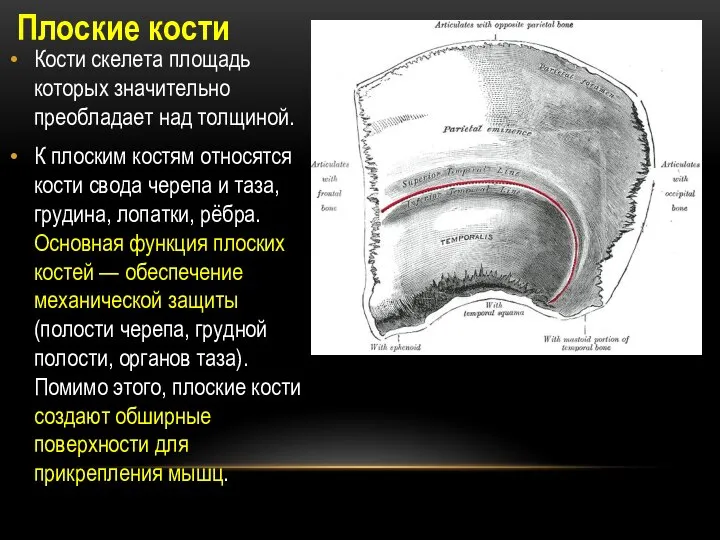 Плоские кости Кости скелета площадь которых значительно преобладает над толщиной. К