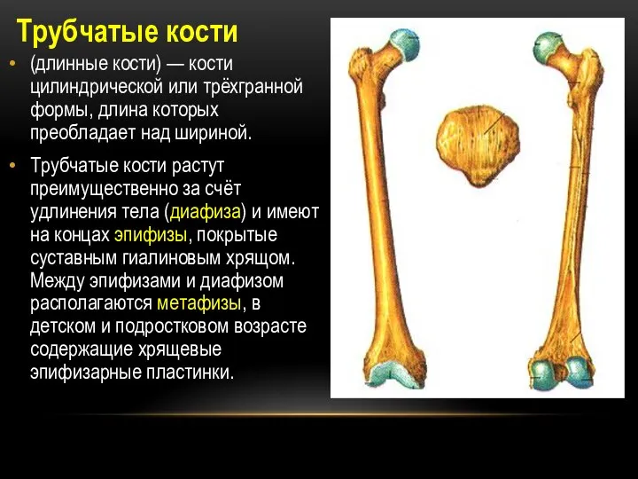 Трубчатые кости (длинные кости) — кости цилиндрической или трёхгранной формы, длина