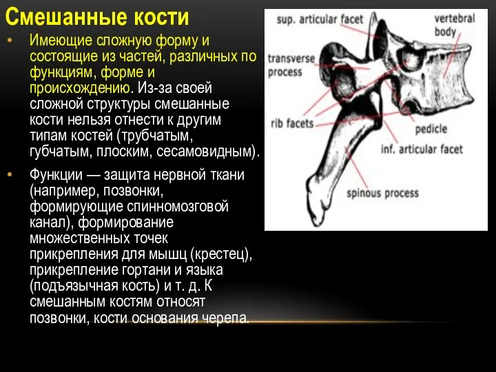 Смешанные кости Имеющие сложную форму и состоящие из частей, различных по