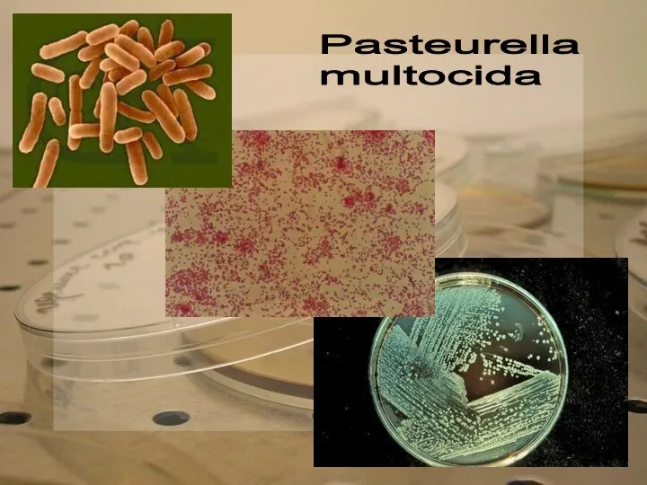 Pasteurella multocida