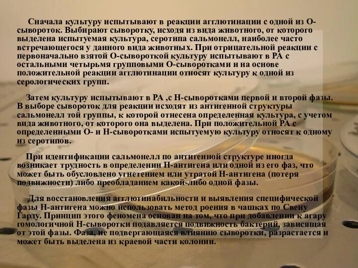 Сначала культуру испытывают в реакции агглютинации с одной из О-сывороток. Выбирают