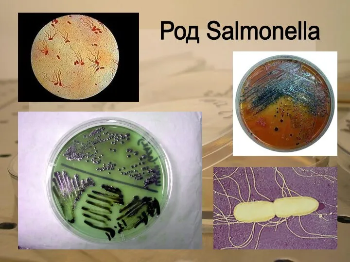 Род Salmonella